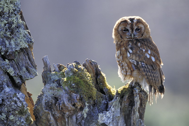 Tawny Owl - Strix aluco - adult perched on decayed birch stump. Central Highlands. Scotland.